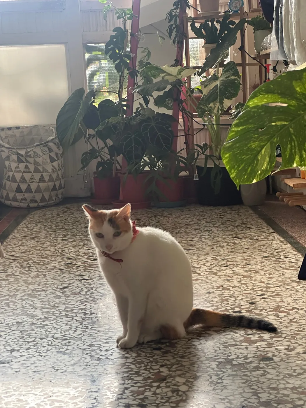 in.house resident cat